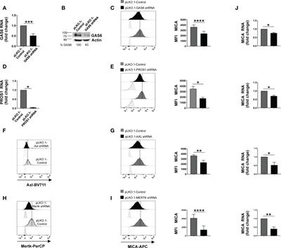 GAS6/TAM signaling pathway controls MICA expression in multiple myeloma cells